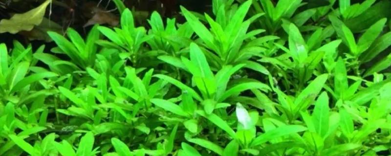 我家南美叉柱花为什么叶子很小（南美叉柱花怎么养）