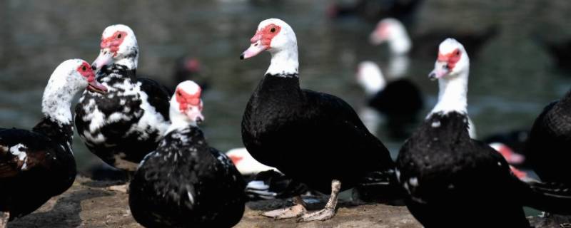 非洲雁小时候叫不 非洲雁会叫吗