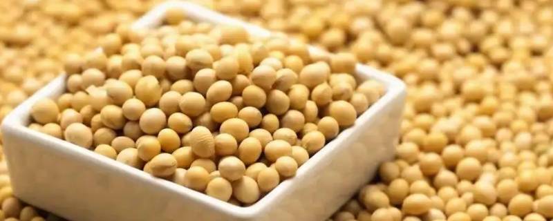 七八月份可以种六月豆种吗（7月毛豆什么时候种）