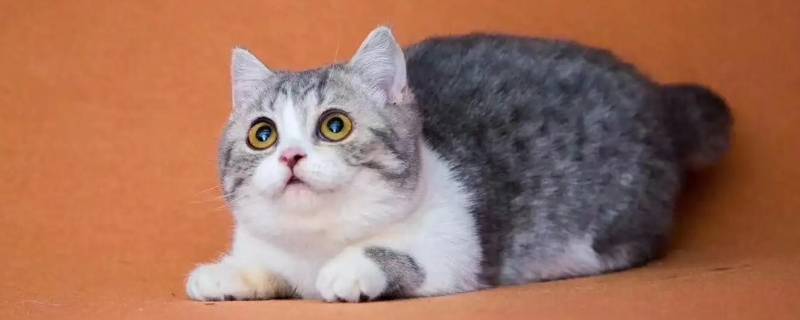 避免矮脚猫剧烈运动应该怎样做 避免矮脚猫剧烈运动应该怎样做呢