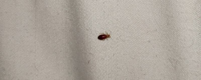 跳蚤白天会出来吗（跳蚤会一直在吗）