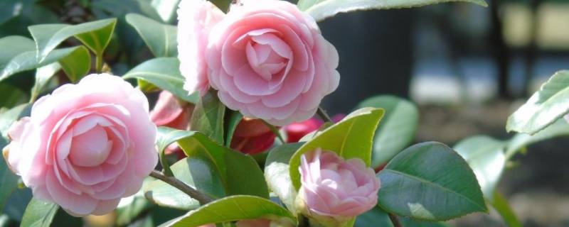 茶花换陶瓷盆用打孔么（茶花用陶瓷盆可以吗）