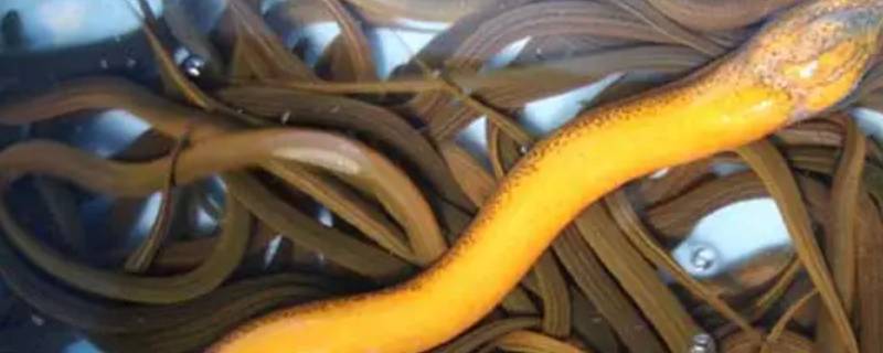 虾鳝灵有毒吗（捕虾灵有毒吗）