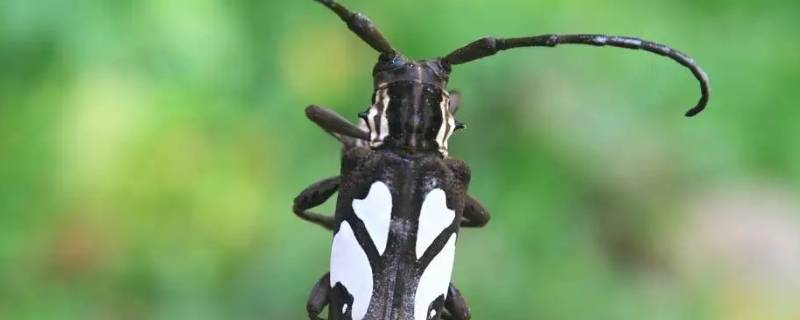 天牛飞到20几楼