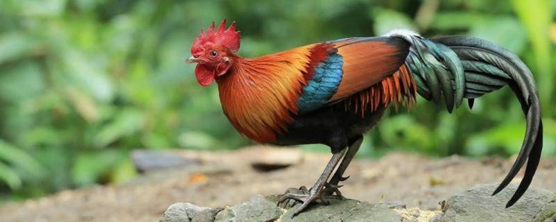 光阴寸金三七二一是什么动物