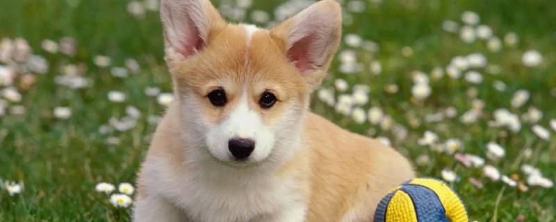 抱狗狗的女生都什么心理 女生抱小狗