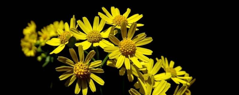 菊花涝和菊花有什么关系 菊花喜欢旱还是涝