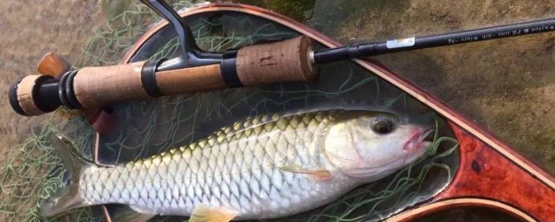 莲叶间隙怎么玩路亚