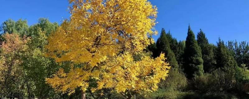 白蜡光杆能发生根吗（藤杆和白蜡杆）