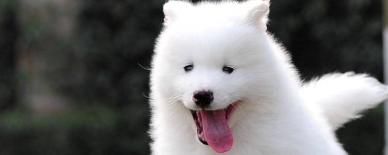 萨摩耶幼犬眼圈也要换毛吗（萨摩耶眼睛周围掉毛）