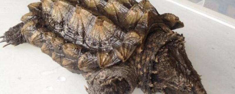 鳄龟的头刺会断掉吗（鳄龟的头刺会掉么）