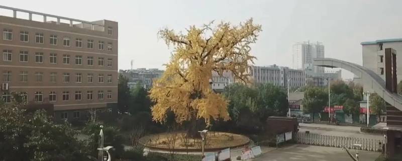 凤台一中自主招生成绩怎么查 凤台一中自主招生成绩怎么查不到
