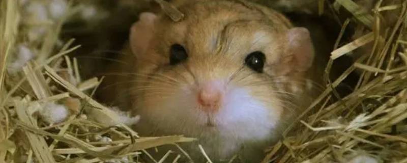 通心粉的窝多大合适