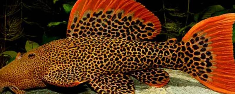 帝王血钻异形咬鱼吗（帝王血钻鱼苗）