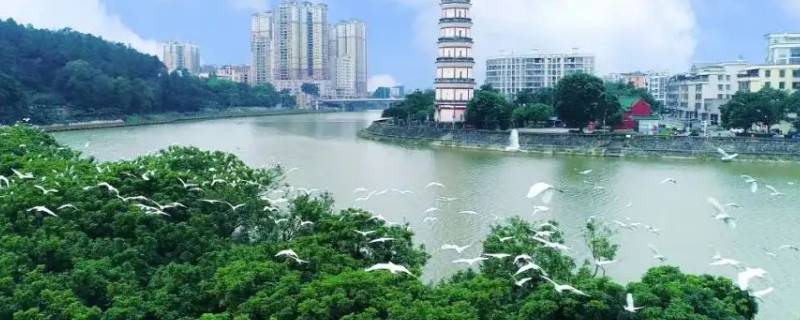 高州为何不招电白区的学生