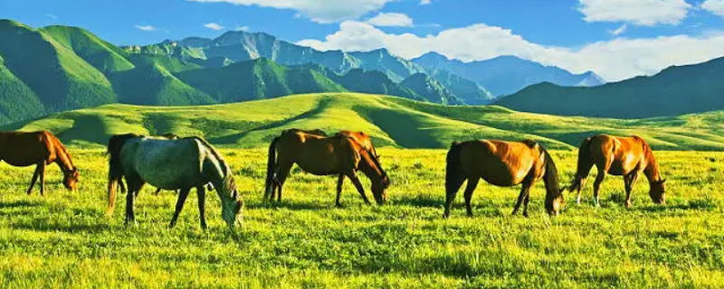 张掖山丹有几个汽车站（张掖到山丹在哪里坐车）
