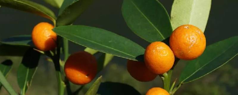 山柑蕾是什么 山柑科植物