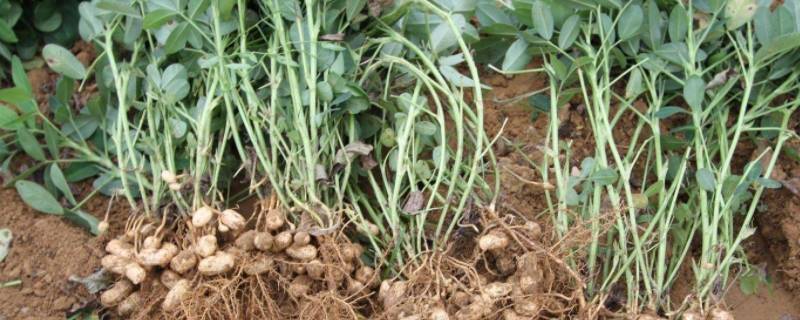 春花生何时封沟