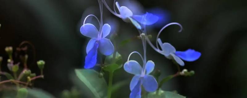 蓝蝴蝶花怎么打顶（蝴蝶兰打顶）