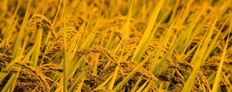 2月湄公河平原收水稻吗（湄公河平原水稻一年几熟）