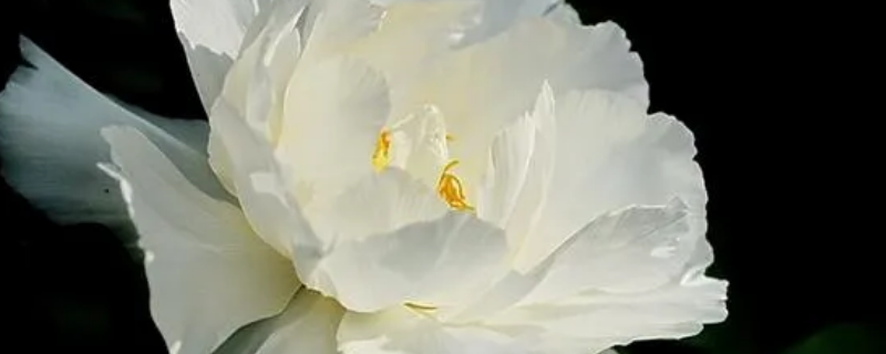 白玉芙蓉寓意 玉芙蓉的寓意