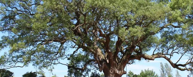 古树群的定义 古树群的定义是什么