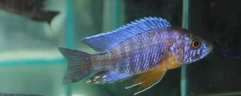 马鲷鱼起头吗 马鲷鱼凶吗