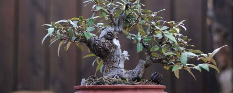 胡秃子寿命多长