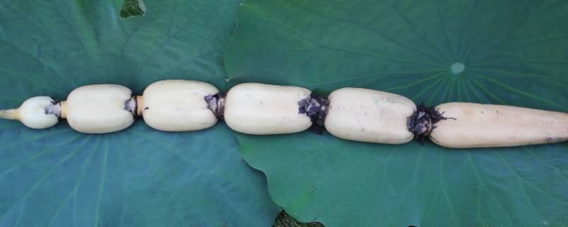 种莲藕可以用花生灰吗 种植莲藕为什么要施生石灰