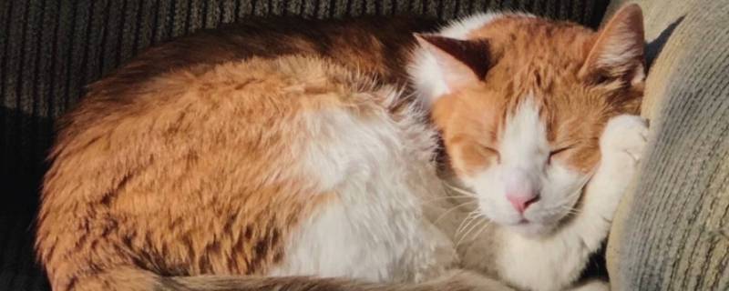 猫怎么想起伙伴（猫咪会想念它的伙伴吗）
