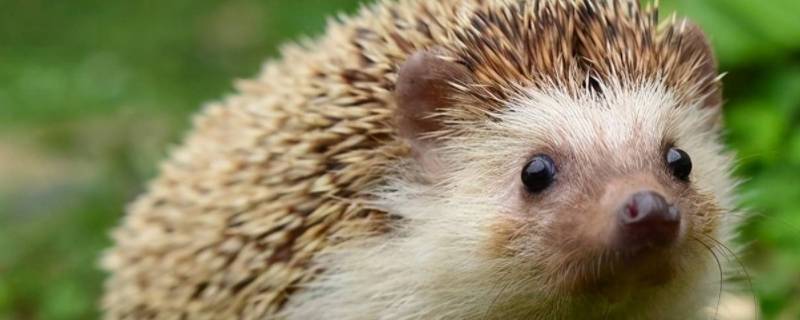 精明的自我保护动物是什么意思（懂得保护自己的动物是什么动物）