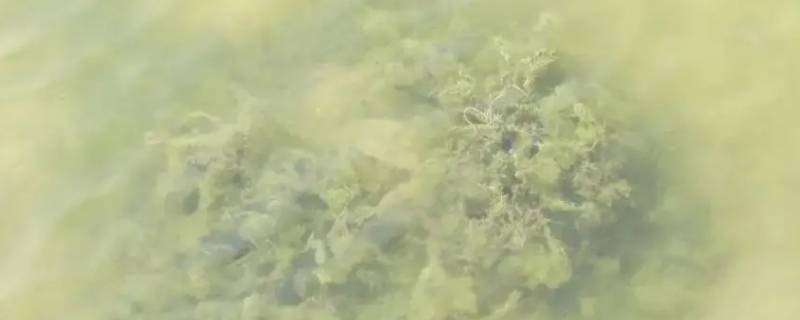 虾塘隐藻最有效的方法 池塘隐藻水怎么处理