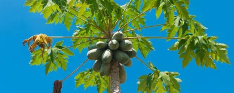 木瓜树砍了重生后能结果吗（木瓜树可以砍断再生吗）