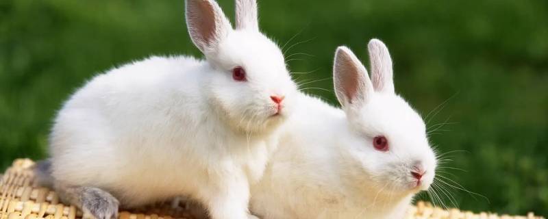 云吸兔什么意思