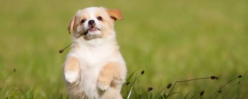 小型犬的体外驱虫能给中型犬用吗（小型犬可以用中型犬的体外驱虫吗）