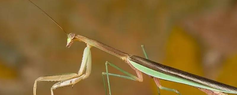 大刀螳螂捕捉足有黑点吗（螳螂爪子上有黑色）