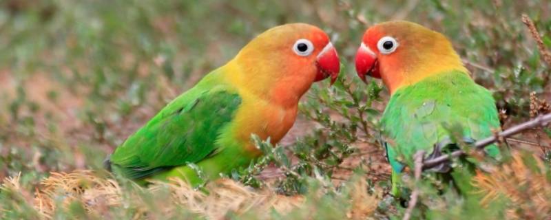 牡丹鹦鹉不吸收营养怎么办