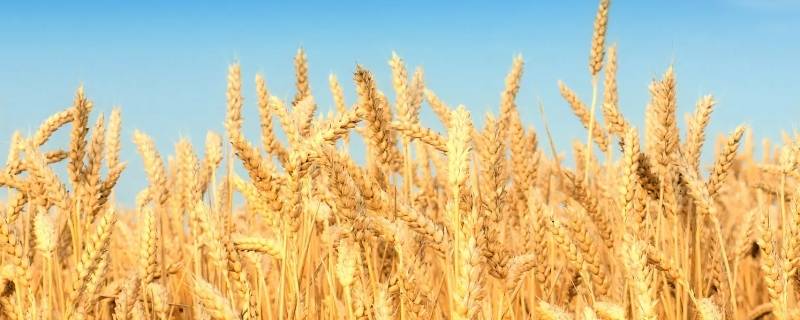 小麦臧上放艾叶草怎么讲