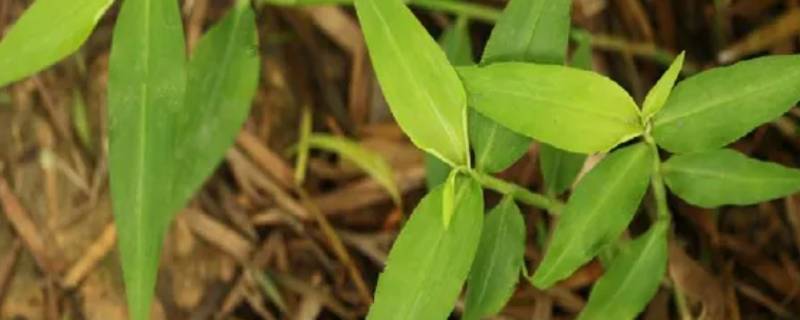 印度小竹节草不修剪能长多高（印度小竹节草需要光照吗）