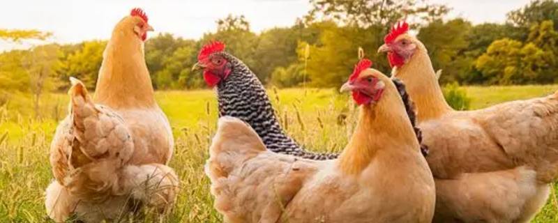 书声朗朗四八瑞打一生肖（书声朗朗什么生肖）