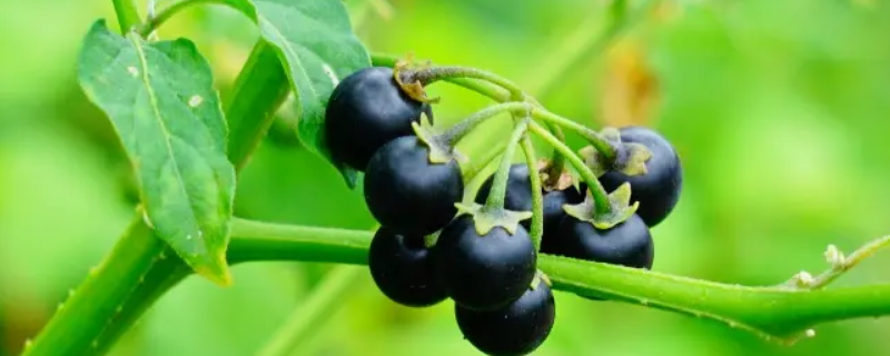 龙葵幼苗根茎有小毛毛吗 龙葵幼苗根茎有小毛毛吗