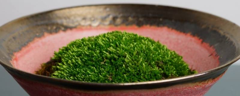 水苔多久长根正常 水多久长青苔