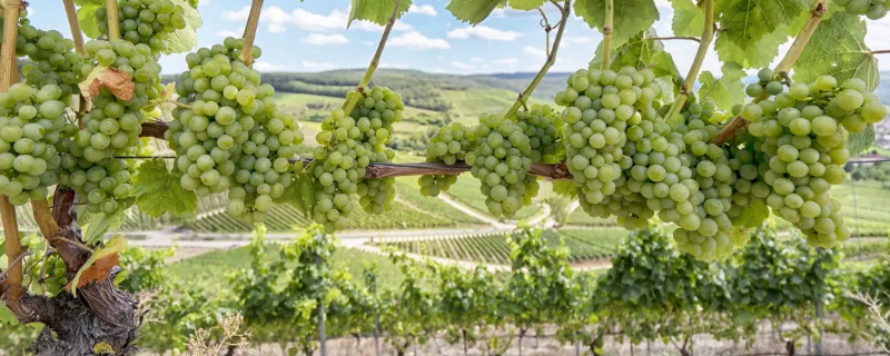 葡萄园淹了应该找谁（葡萄园淹了应该找谁处理）