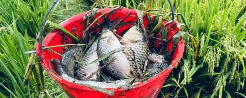 腾冲的鱼一般从哪里拉来的（腾冲的鱼一般从哪里拉来的呢）