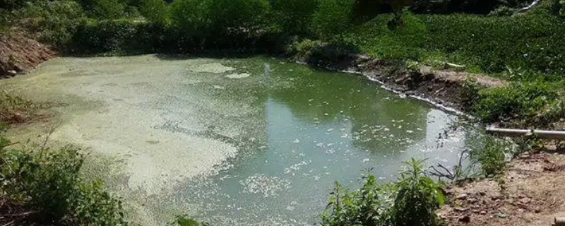 被污染的水塘是危险区域对吗（危险水域有哪些危险）