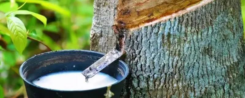雅鲁藏布江谷地盛产天然橡胶吗 青藏高原雅鲁藏布江谷地