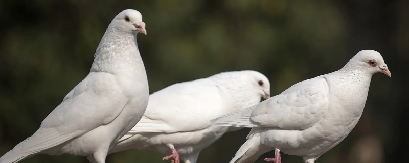通辽哪里收鸽子（通辽赛鸽俱乐部）