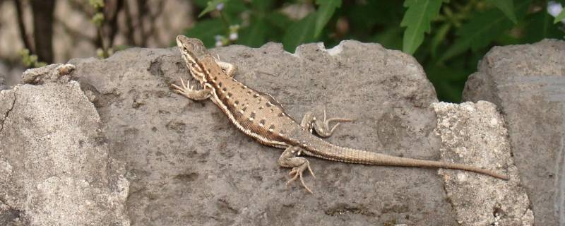 麻蜥会爬墙吗（麻蜥会爬墙吗视频）