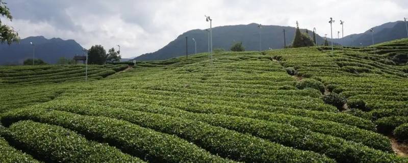 桂岭镇有哪些茶山 广东茶山镇