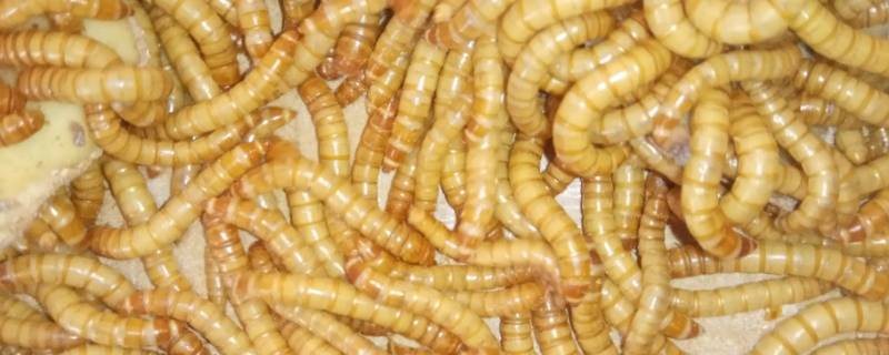 面包虫死车里发臭(面包虫死虫)